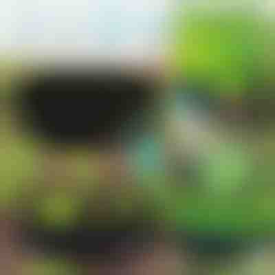 Látkový zahradní záhon pro všechny druhy rostlin PLANTIE