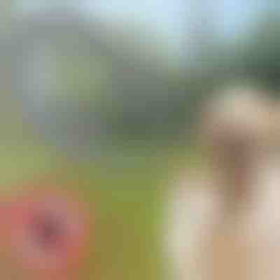 Obojek proti klíšťatům a blechám PETPROTECT