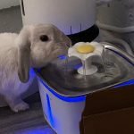 PETSPRINGLE